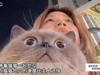 娱乐吃瓜猫作品原声,原声音乐中的视听盛宴与情感共鸣
