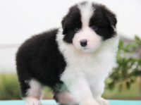 牧羊犬价格,品种、血统与地区差异全解析