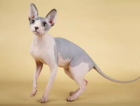 曼克斯猫,无尾精灵的温顺与活力