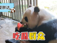 娱乐吃瓜大熊猫,揭秘大熊猫的娱乐生活
