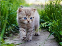 娱乐吃瓜酱猫尾巴