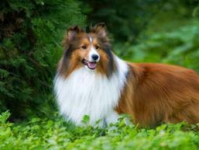 喜乐蒂牧羊犬,智慧与忠诚的守护精灵