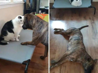 娱乐吃瓜酱狗狗打猫咪,娱乐吃瓜酱现场直播