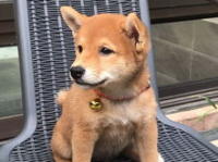 娱乐吃瓜君第一次见狗,萌态百出瞬间圈粉